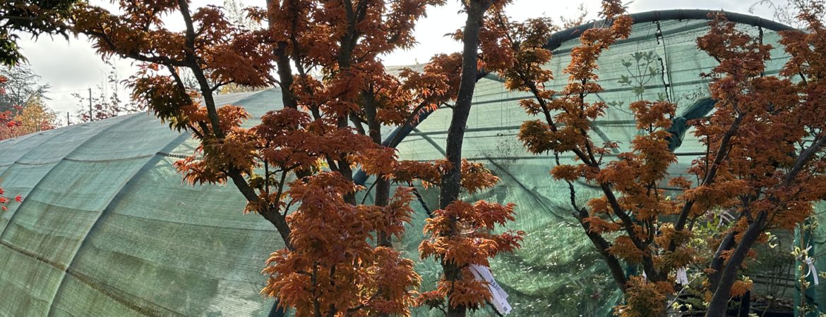 Acer palmatum ‘Shishigashira’