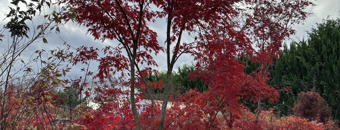 Acer palmatum ‘Sumi Nagashi’