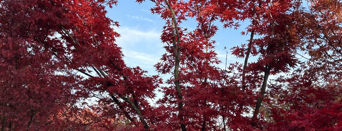 Acer palmatum ‘Hiyugha Yama’