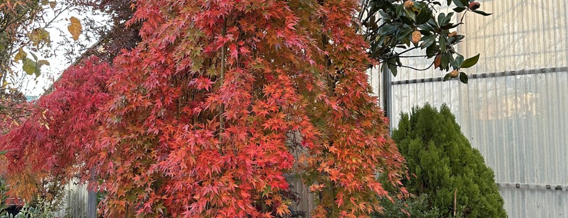 Acer palmatum ‘Ryusen’