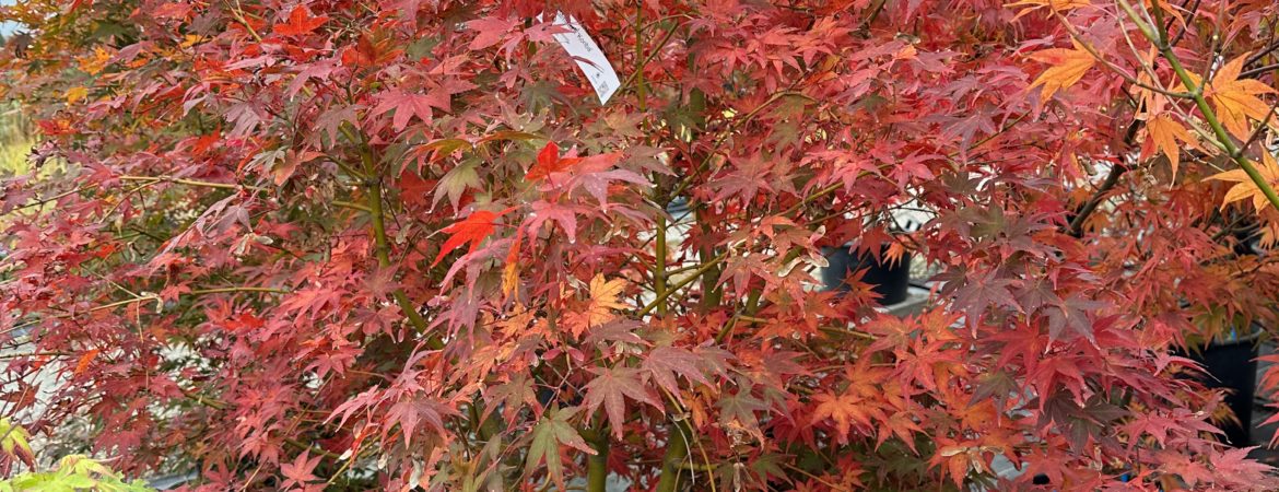 Acer palmatum ‘Koriba’