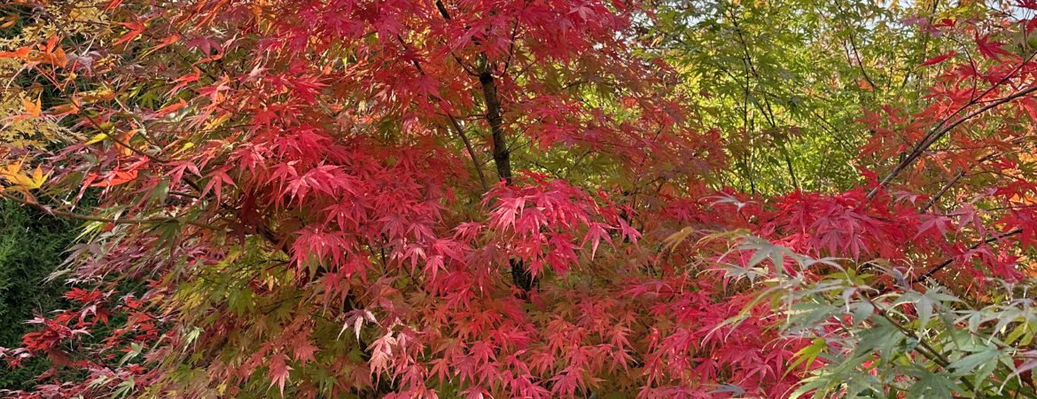 Acer palmatum ‘Arakawa’