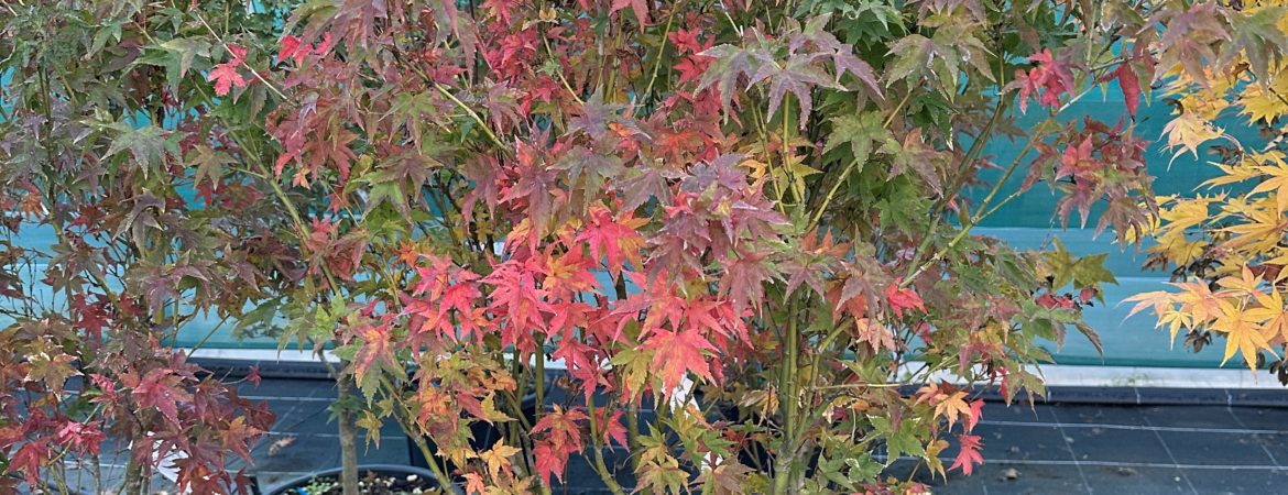 Acer palmatum ‘Sagara Nishiki’