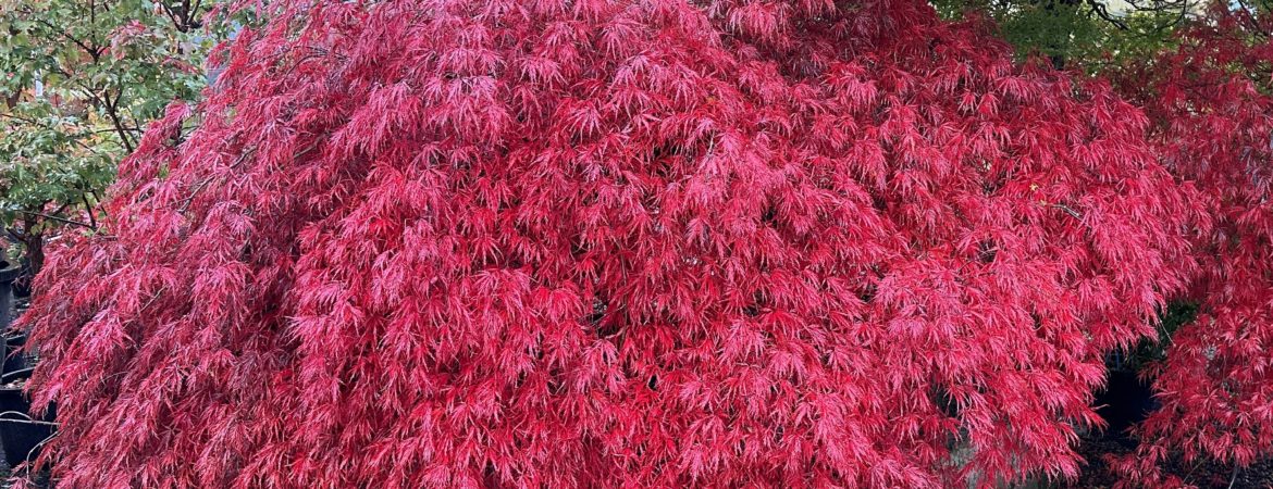 Acer palmatum dissectum ‘Garnet’