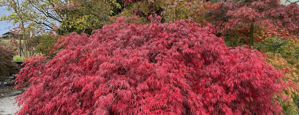 Acer palmatum dissectum ‘Garnet’