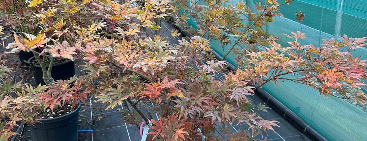 Acer palmatum ‘Aka Shigitatsu Sawa’