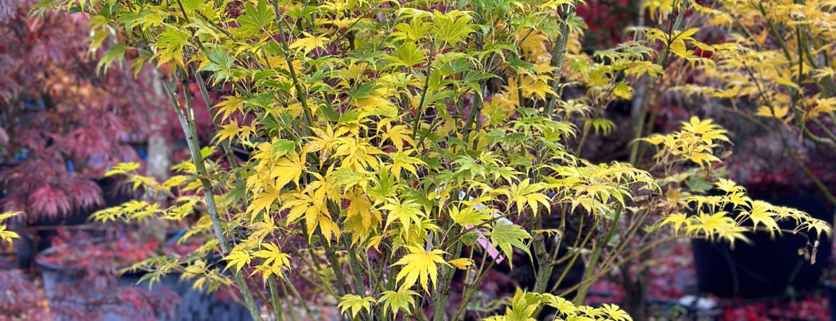 Acer palmatum ‘Kihachijo’