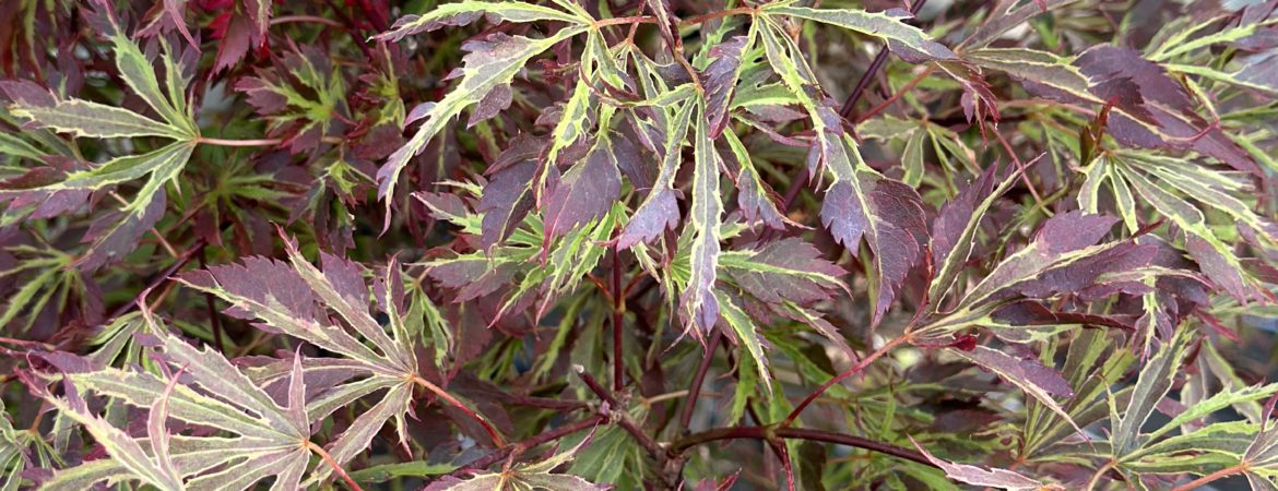 Acer palmatum ‘Keiser’