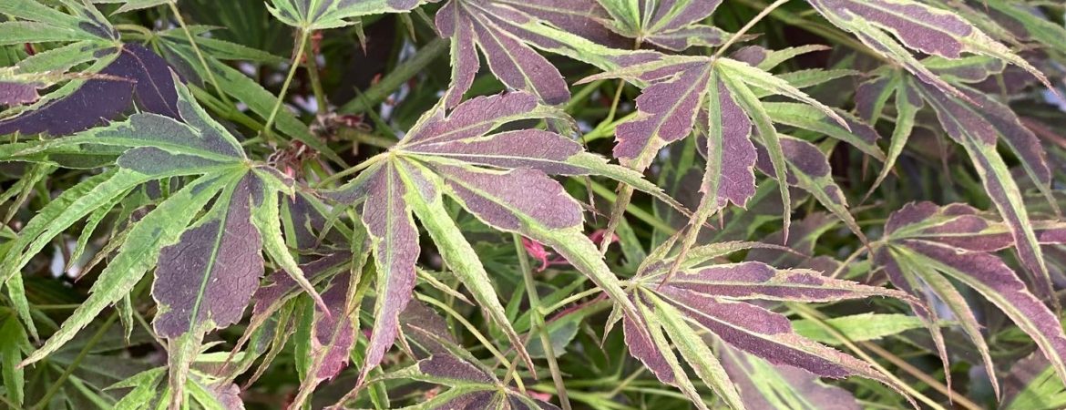 Acer palmatum ‘Manyo No Sato’