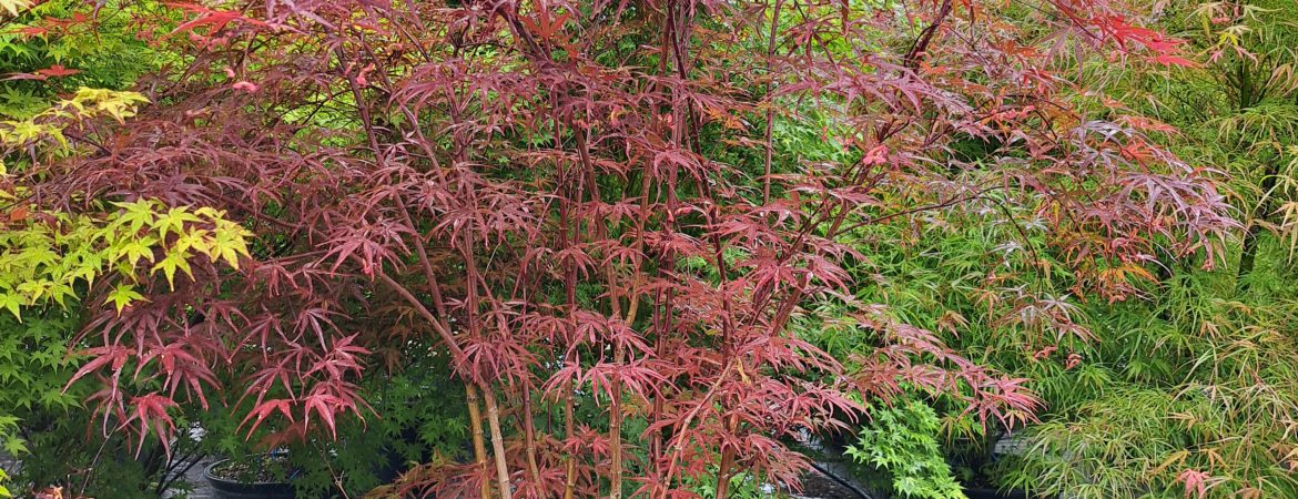 Acer palmatum ‘Atrolineare’