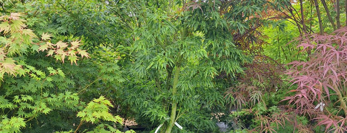 Acer palmatum ‘Tsukuma No’