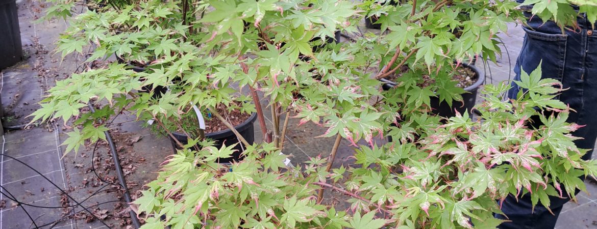 Acer palmatum ‘Oridono Nishiki’