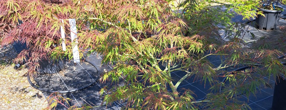 Acer palmatum dissectum ‘Flavescens’