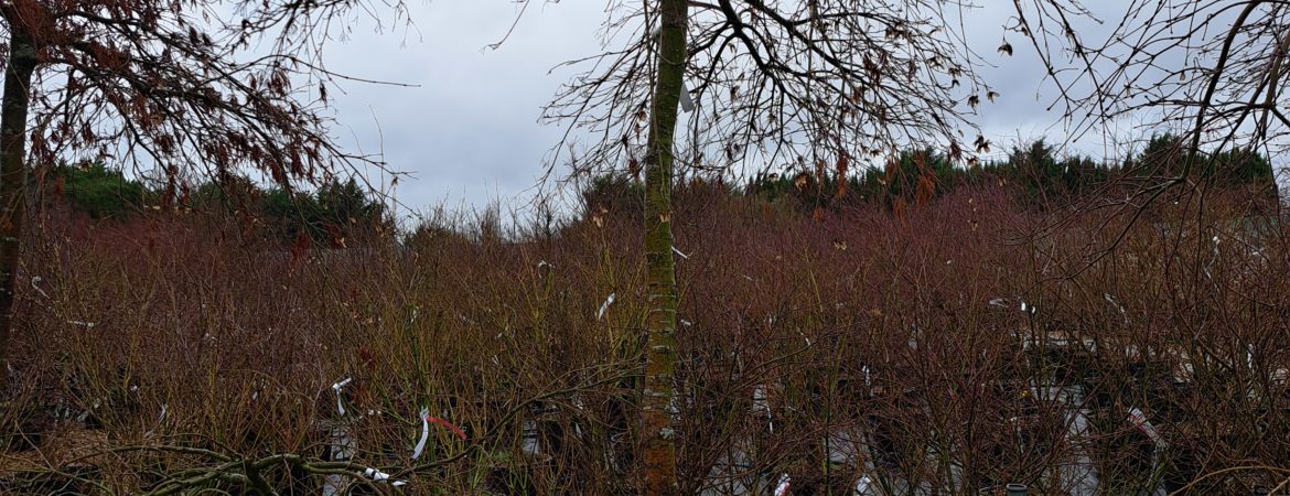 Acer palmatum dissectum ‘Viridis’