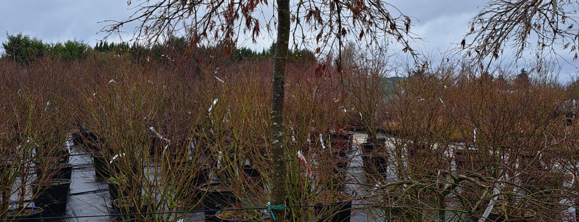 Acer palmatum dissectum ‘Viridis’