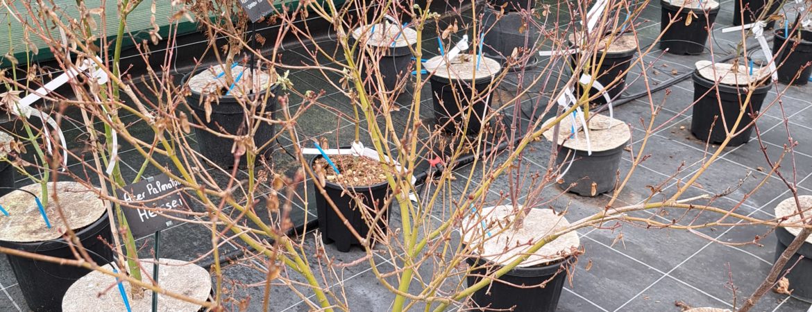 Acer palmatum ‘Harusame’