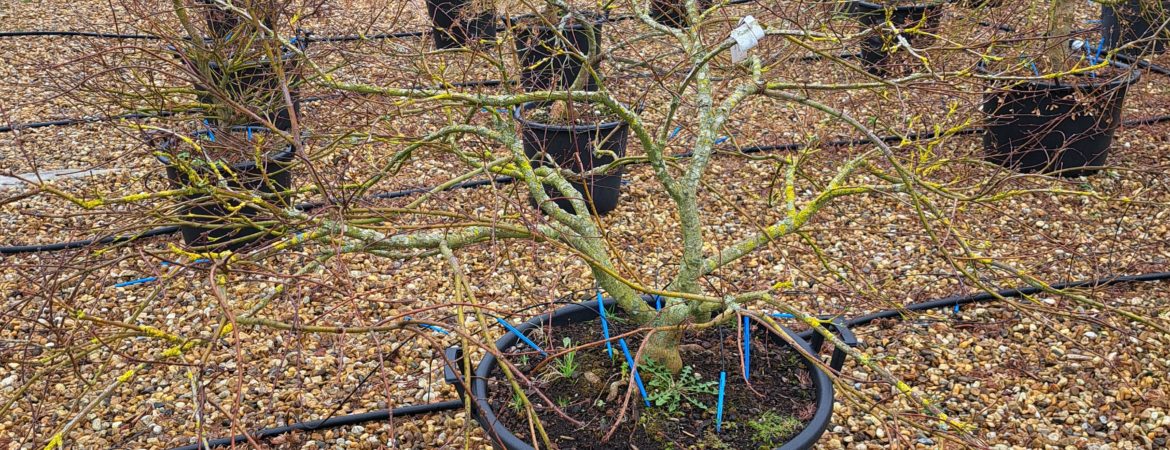 Acer palmatum dissectum ‘Rubrifolium’