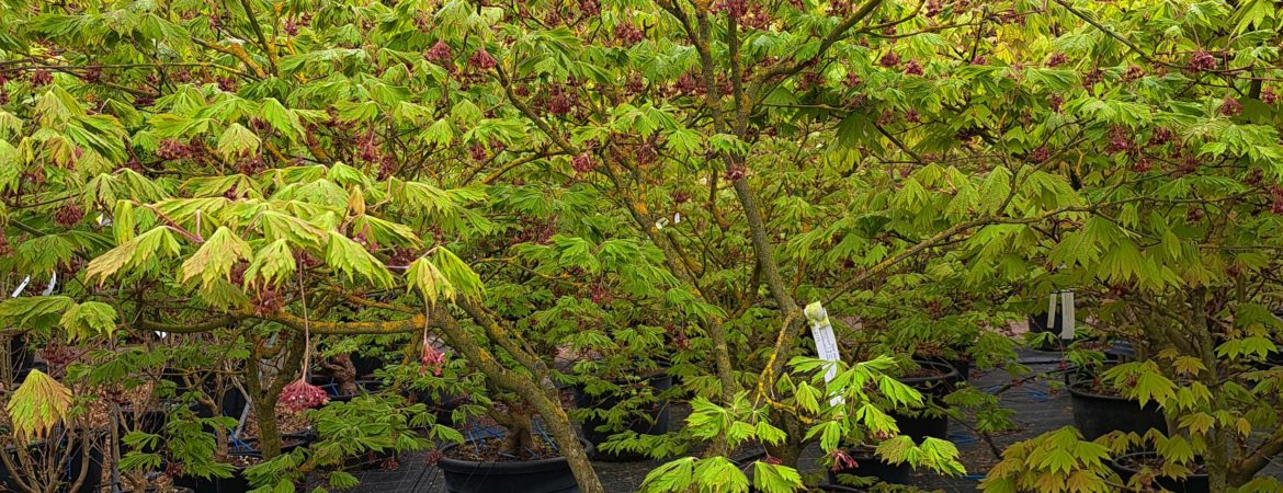 Acer japonicum ‘Mai Kujaku’