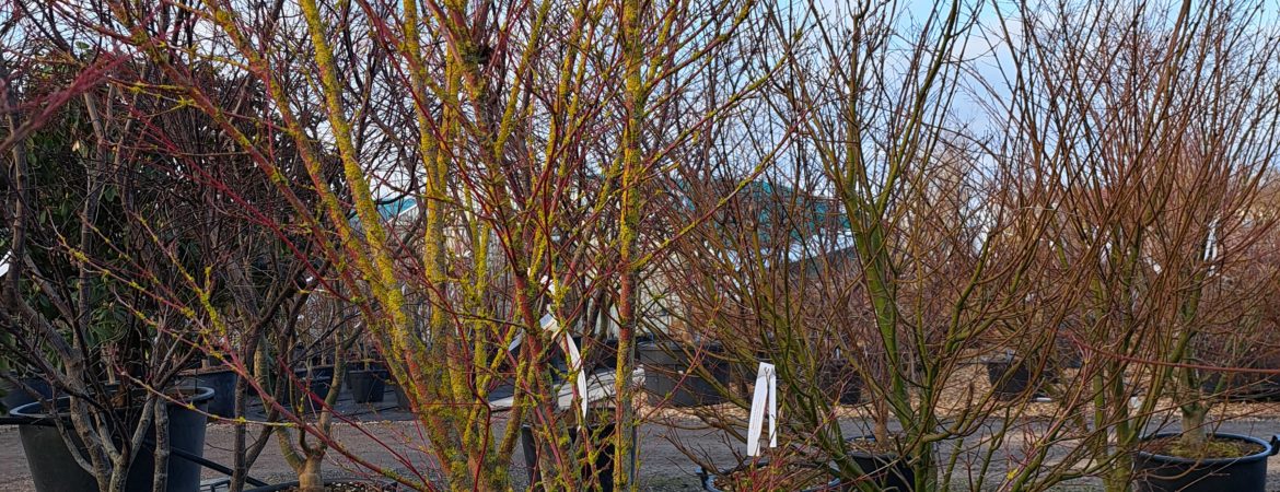 Acer palmatum ‘Red Wood’