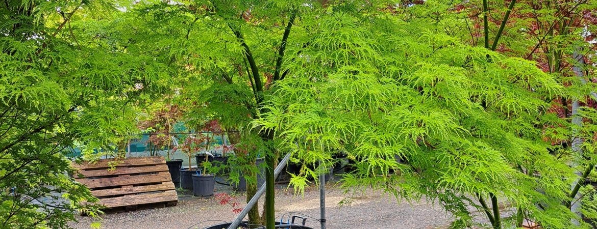 Acer palmatum dissectum ‘Seiryu’