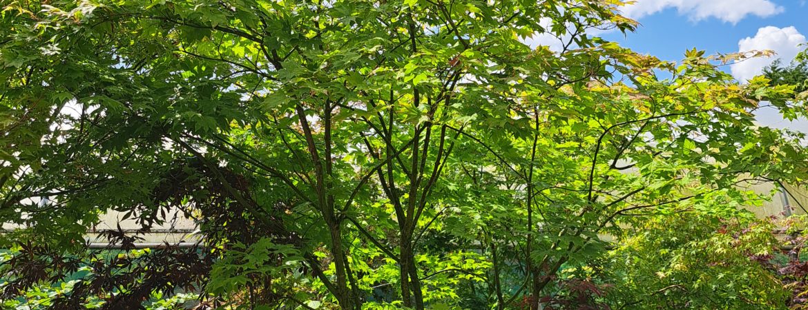 Acer palmatum ‘Saoshika’