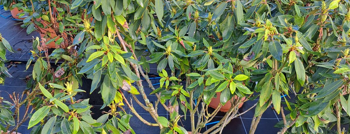 Rhododendron ‘Tarragona’