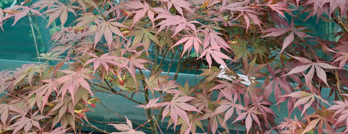 Acer palmatum ‘Atropurpureum’