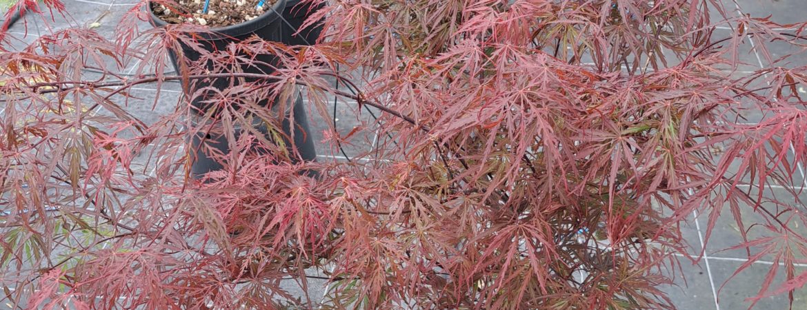 Acer palmatum dissectum ‘Firecracker’