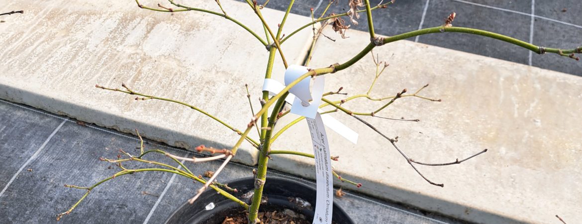 Acer palmatum dissectum ‘Ornatum’