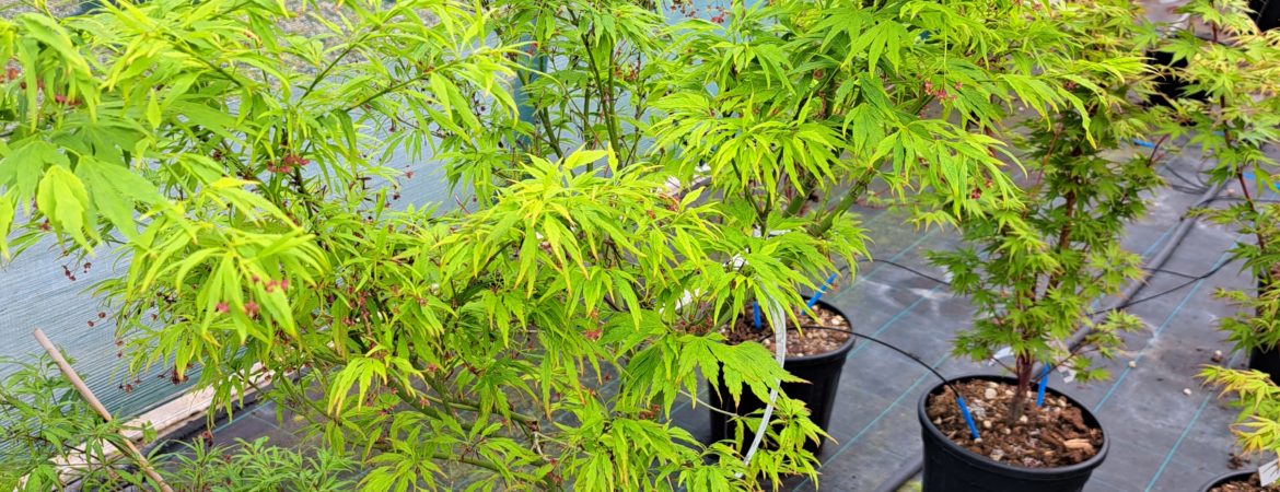 Acer palmatum ‘Sessilifolium’