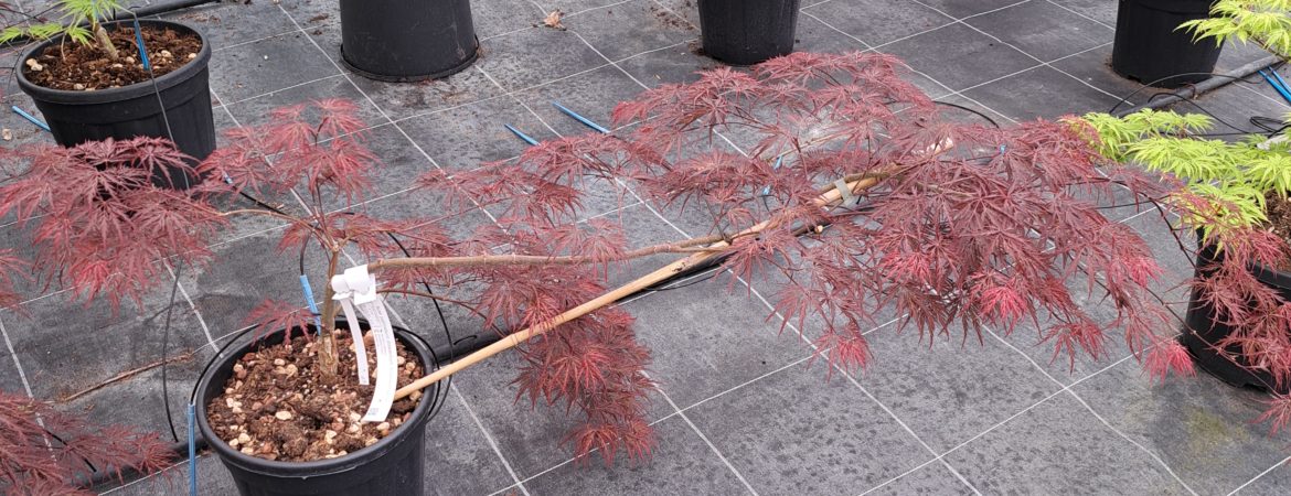 Acer palmatum dissectum ‘Crimson Queen’