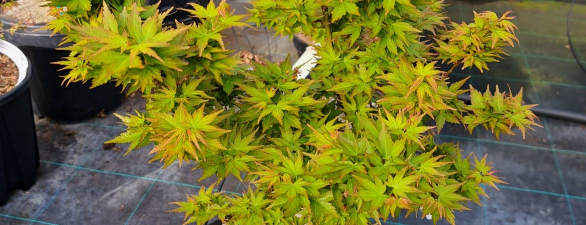 Acer palmatum ‘Koto Hime’