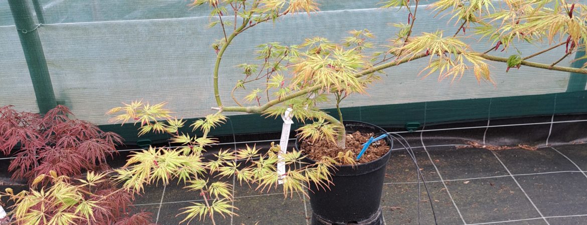 Acer palmatum dissectum ‘Green Globe’