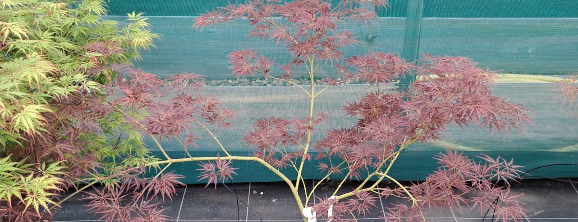 Acer palmatum dissectum ‘Ornatum’