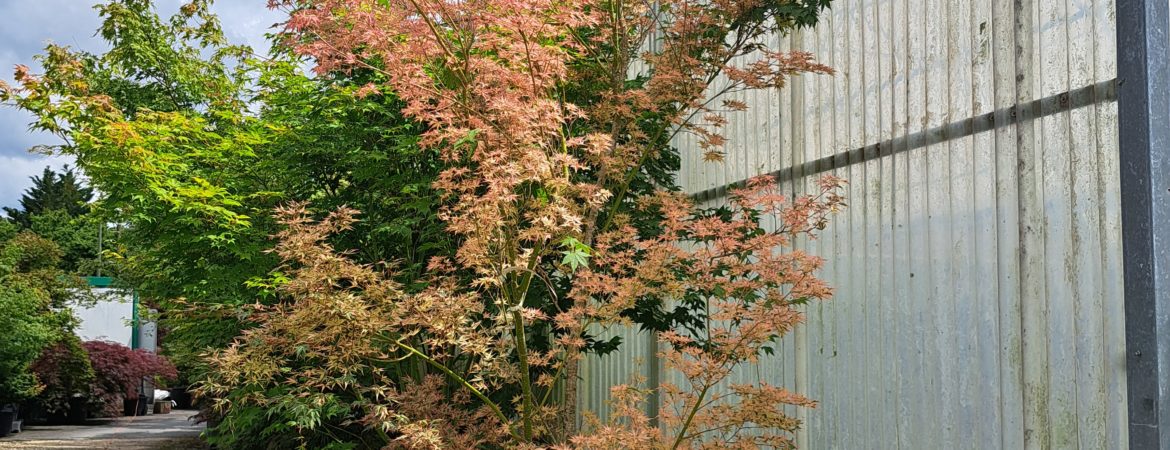 Acer palmatum ‘Tricolor’