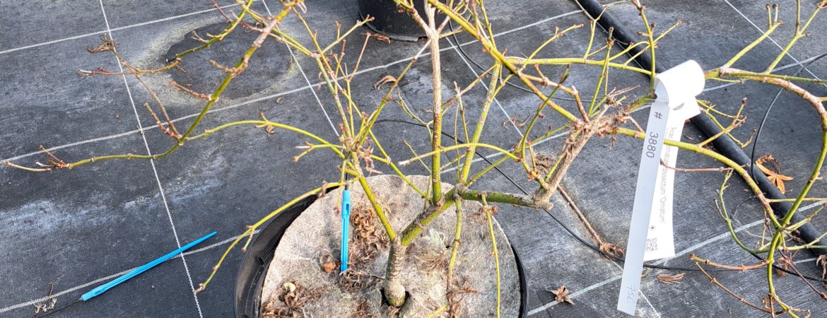 Acer palmatum dissectum ‘Ornatum’