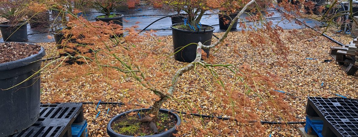 Acer palmatum dissectum ‘Viridis’