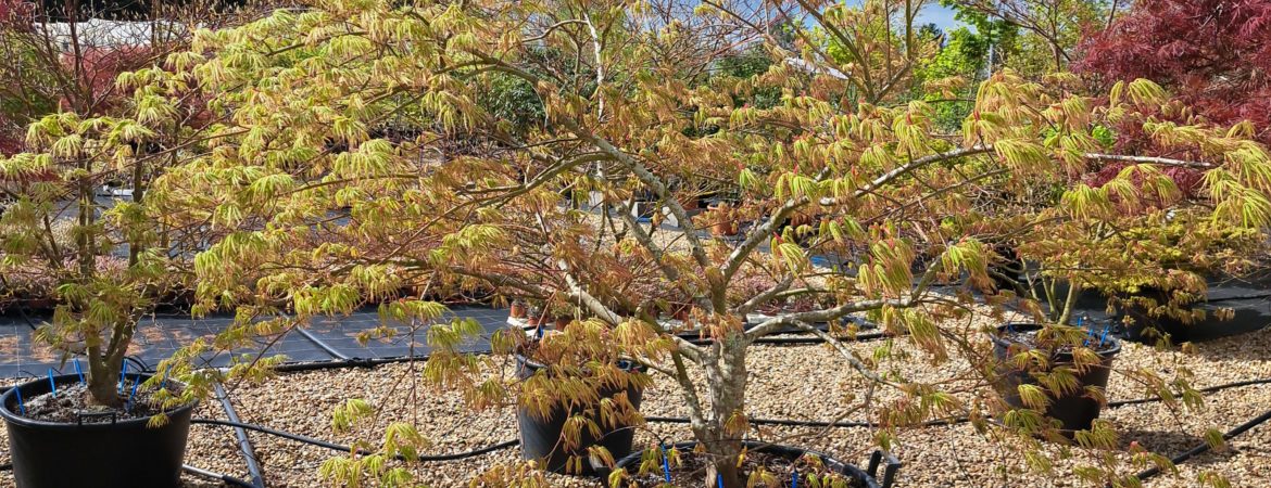 Acer palmatum dissectum ‘Green Globe’