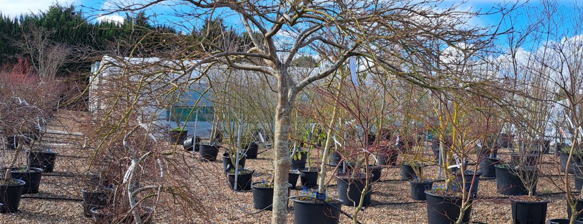 Acer palmatum dissectum ‘Viridis’