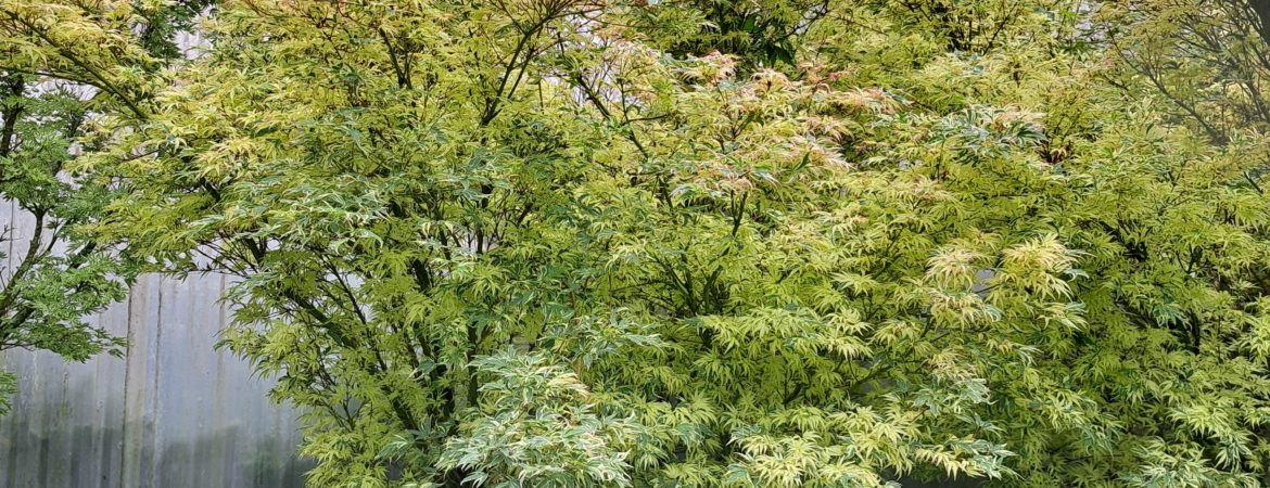 Acer palmatum ‘Butterfly’