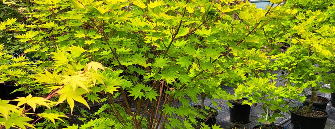 Acer shirasawanum ‘Jordan’