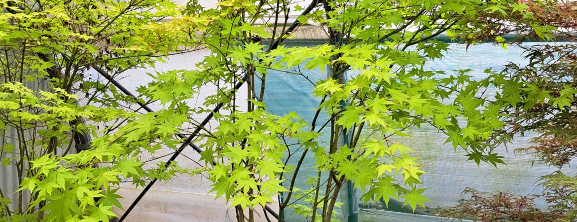 Acer palmatum ‘Summer Gold’