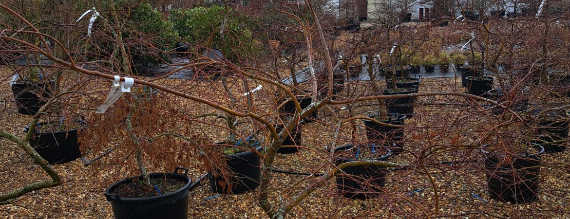 Acer palmatum dissectum ‘Tamuke Yama’