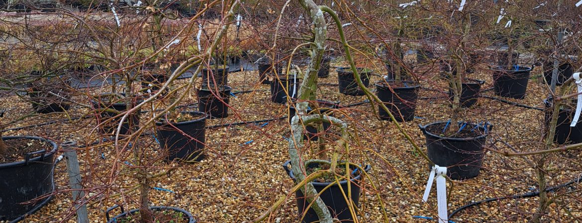 Acer palmatum dissectum ‘Shinonome’