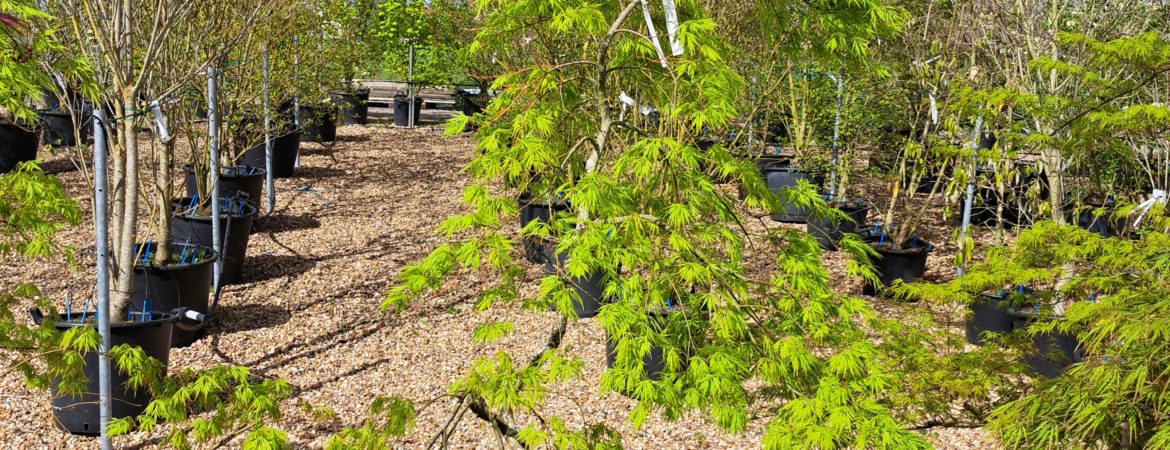 Acer palmatum dissectum ‘Viridis’