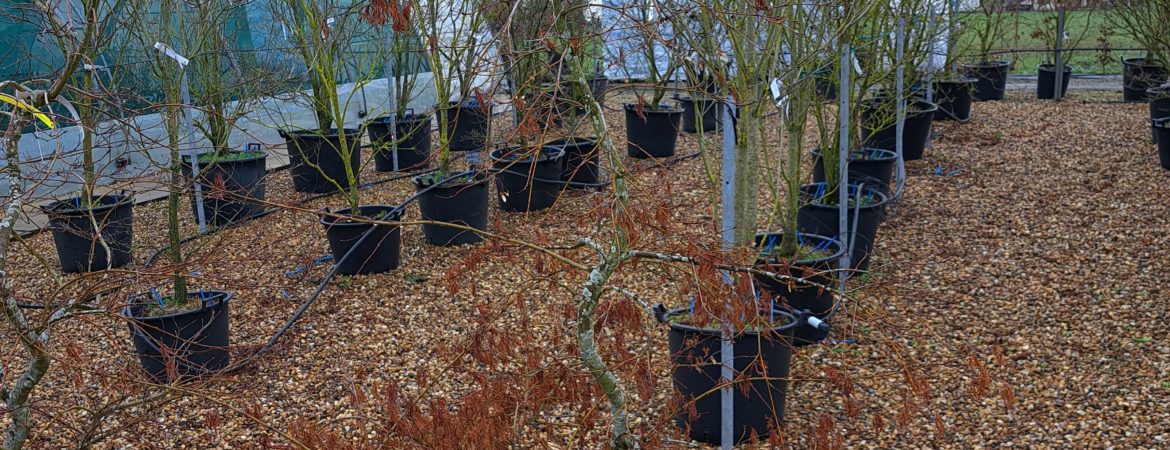 Acer palmatum dissectum ‘Viridis’