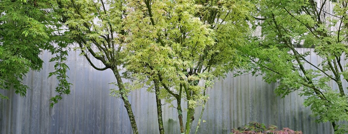 Acer palmatum ‘Butterfly’