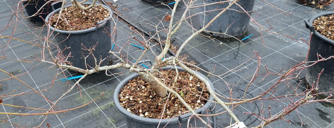 Acer japonicum ‘Green Cascade’