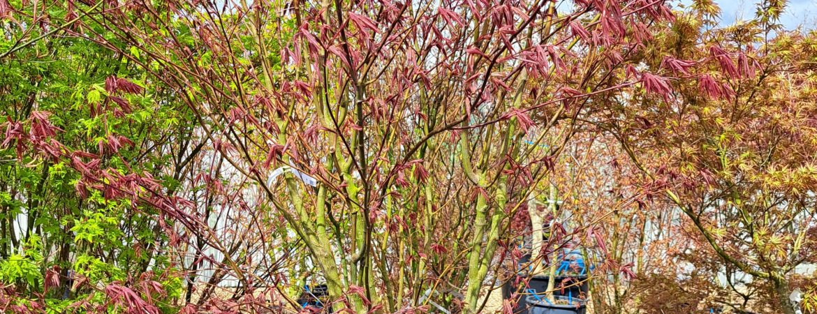 Acer palmatum ‘Yezo Nishiki’