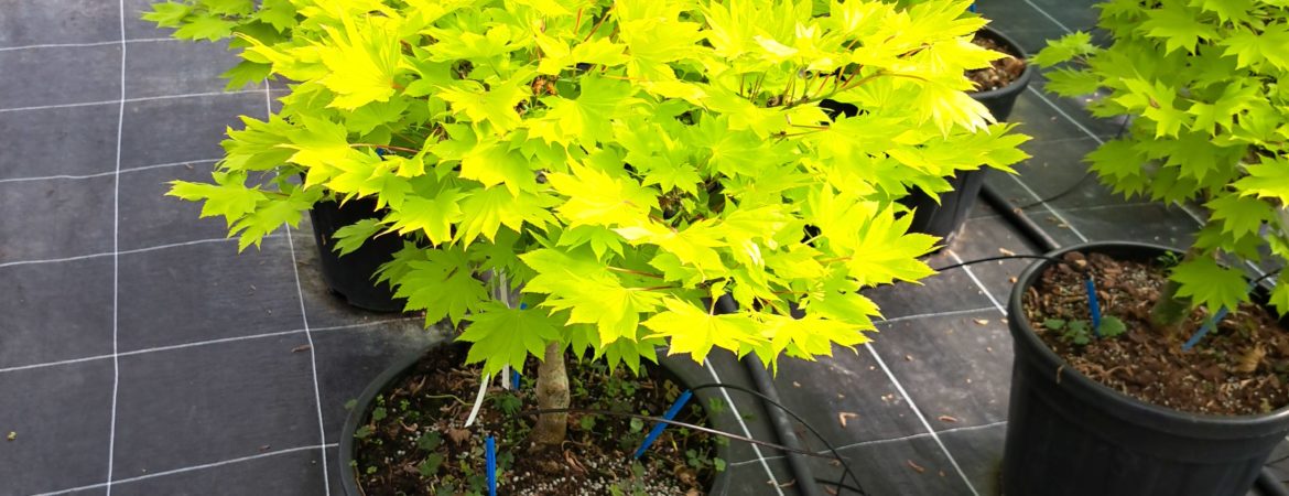 Acer shirasawanum ‘Aureum’